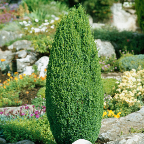 Juniperus communis 'Compressa' - Image 1