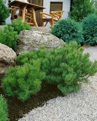 Pinus mugo 'Mughus'