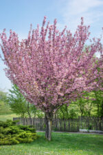 Prunus serrulata 'Kanzan' - Obrázek 6