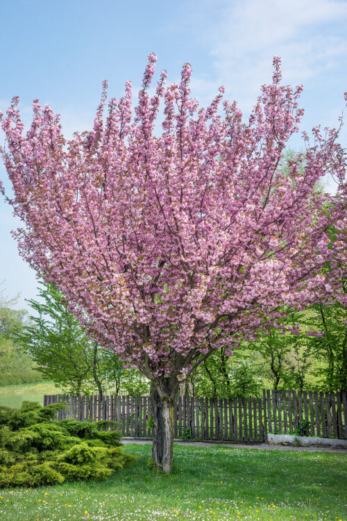 Prunus serrulata 'Kanzan' - Image 6