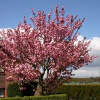 Prunus serrulata 'Kanzan'