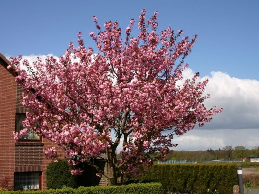 Prunus serrulata 'Kanzan'