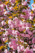 Prunus serrulata 'Kanzan' - Obrázek 7