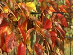 Prunus serrulata 'Kanzan' - Obrázek 4