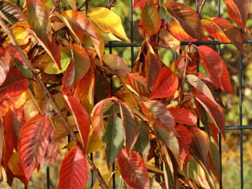Prunus serrulata 'Kanzan' - Image 4