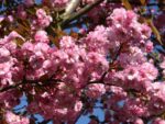 Prunus serrulata 'Kanzan' - Obrázek 5