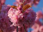 Prunus serrulata 'Kanzan' - Obrázek 3