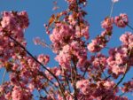 Prunus serrulata 'Kanzan' - Obrázek 2