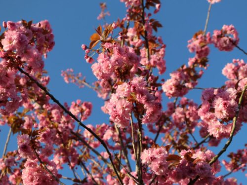 Prunus serrulata 'Kanzan' - Image 2