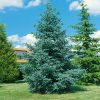Abies pinsapo 'Glauca' - Kontejner 2 l, v. 15-20 CM