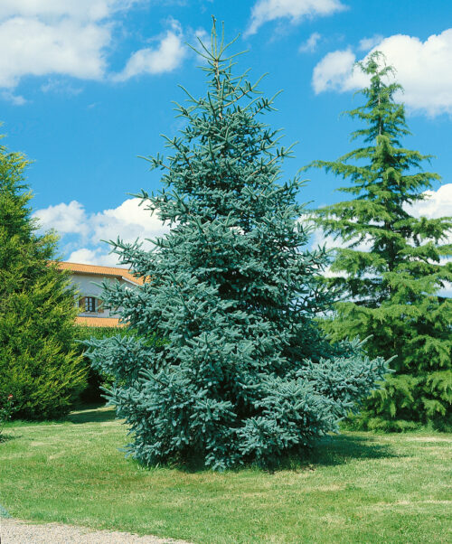 Abies pinsapo 'Glauca' - Obrázek 1