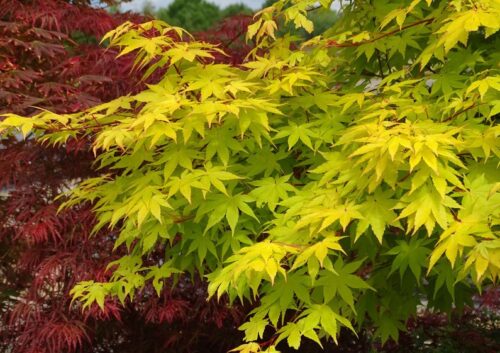 Acer shirasawanum 'Summergold' - Obrázek 2