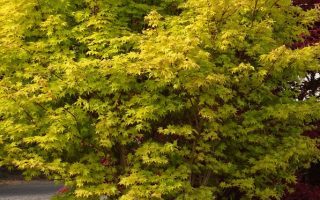 Acer shirasawanum 'Summergold'