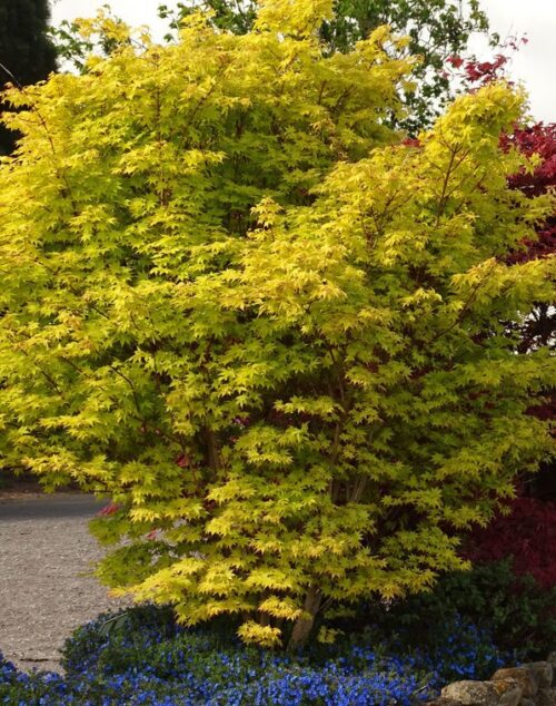 Acer shirasawanum 'Summergold' - Obrázek 1