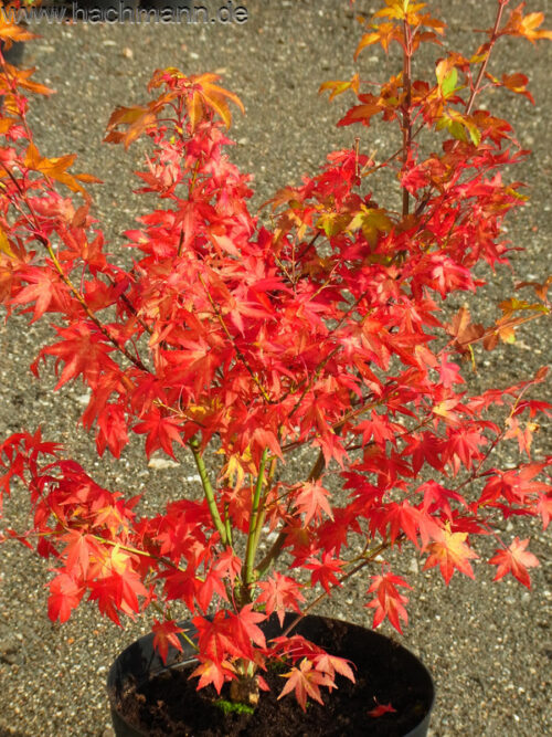Acer shirasawanum 'Summergold' - Obrázek 3