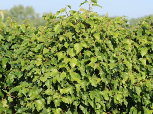 Betula pendula 'Magical Globe'® - Obrázek 6