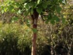 Betula pendula 'Magical Globe'® - Obrázek 5