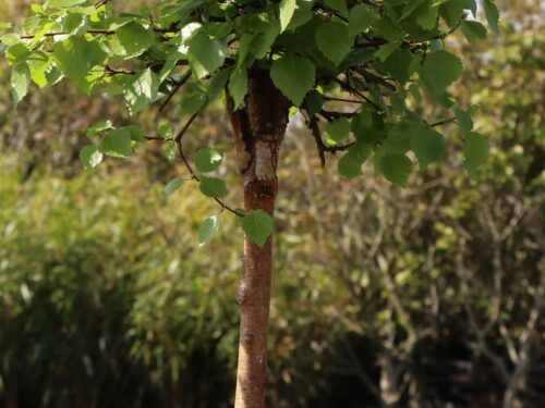Betula pendula 'Magical Globe'® - Obrázek 5