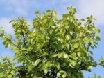 Betula pendula 'Magical Globe'® - Obrázek 4