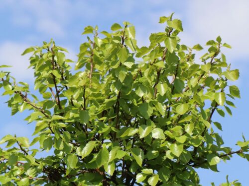 Betula pendula 'Magical Globe'® - Obrázek 4