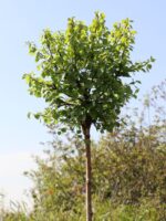 Betula pendula 'Magical Globe'® - Obrázek 2