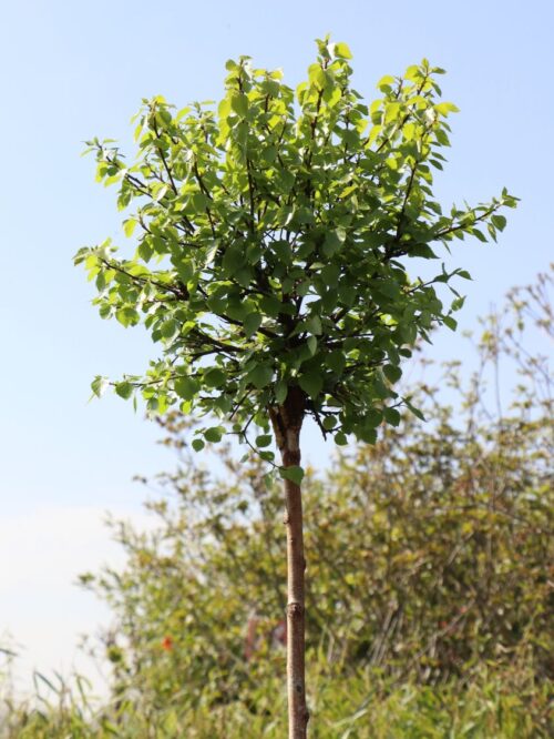 Betula pendula 'Magical Globe'® - Obrázek 2