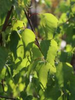 Betula pendula 'Magical Globe'® - Obrázek 3