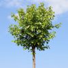 Betula pendula 'Magical Globe'® - 100 cm (10-15l)