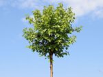 Betula pendula 'Magical Globe'®