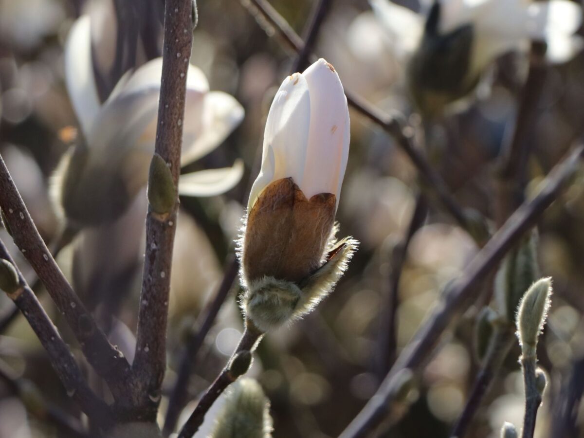 Magnolia stellata, C5L-v. 50 - 60 cm - Image 2