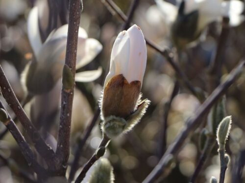 Magnolia stellata, C5L-v. 50 - 60 cm - Image 2