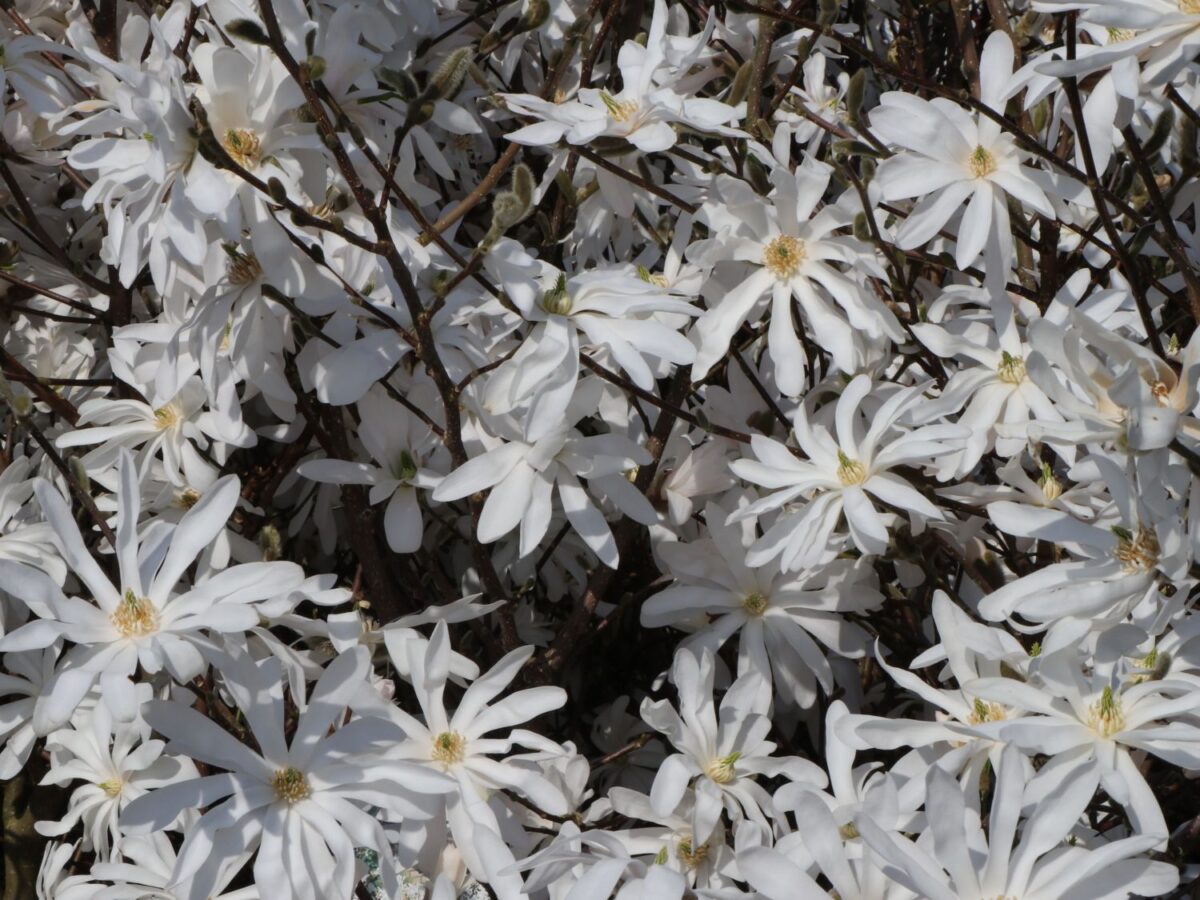 Magnolia stellata, C5L-v. 50 - 60 cm - Image 4