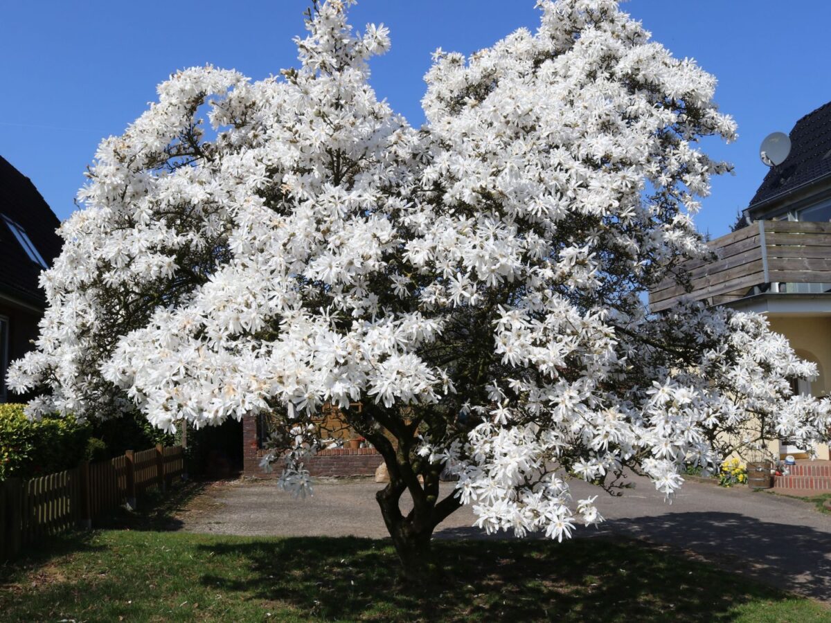 Magnolia stellata, C5L-v. 50 - 60 cm - Image 1