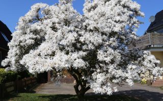 Magnolia stellata, C5L-v. 50 - 60 cm