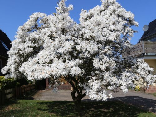 Magnolia stellata, C5L-v. 50 - 60 cm - Image 1