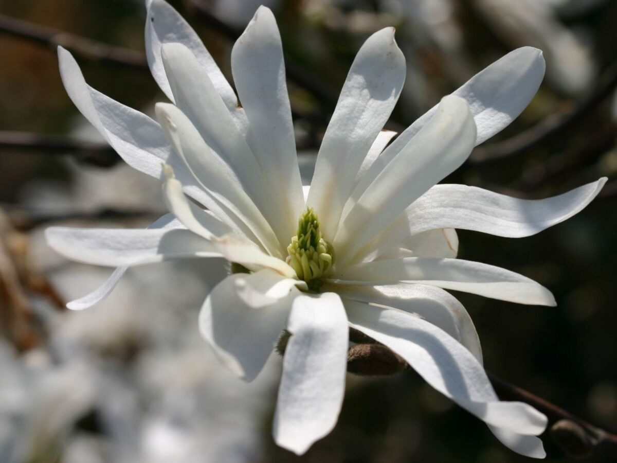 Magnolia stellata, C5L-v. 50 - 60 cm - Image 3