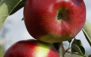 Jabloň 'Garden Fountain'
