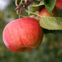 Jabloň 'Rubinola'