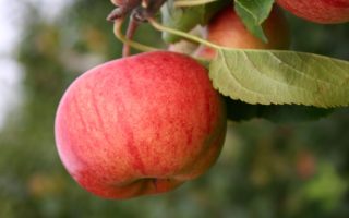 Jabloň 'Rubinola'