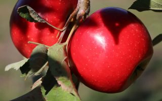 Jabloň 'Starcats'-sloupovitá