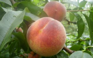 Broskvoň 'Harbrite'