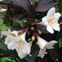 Weigela 'Ebony and Ivory'® 20 - 30 cm