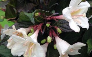 Weigela 'Ebony and Ivory'® 20 - 30 cm