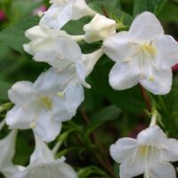 Weigela 'Bristol Snowflake' 20 - 30 cm