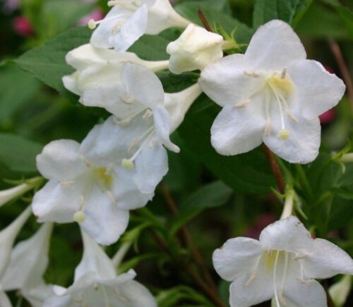Weigela 'Bristol Snowflake' 20 - 30 cm - Obrázek 1