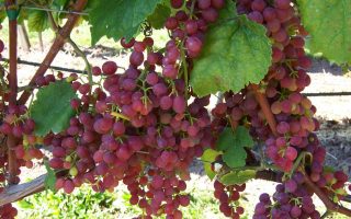 Vitis vinifera 'Rosana' - růžové 20 KM