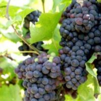 Vitis vinifera 'Venus' - modré 20 KM, SO4