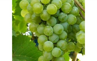 Vitis vinifera 'Římský' - bílé 20 KM