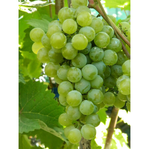 Vitis vinifera 'Římský' - bílé 20 KM - Obrázek 1