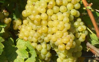 Vitis vinifera 'Irsai Oliver' - bílé 20 KM